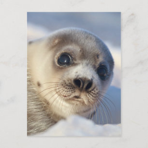 Young Harp Seal Postcard