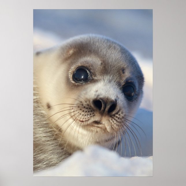 Young Harp Seal Poster (Front)