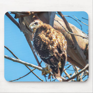 Young Hawk in Silent Watch Wildlife Bird Photo Art Mouse Pad