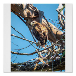 Young Hawk in Silent Watch Wildlife Bird Photo Art Poster