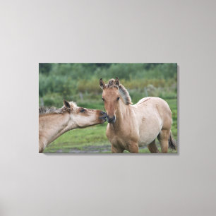 Young Henson horses encountering each other Canvas Print