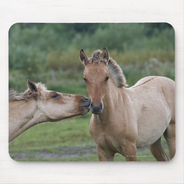 Young Henson horses encountering each other Mouse Pad (Front)