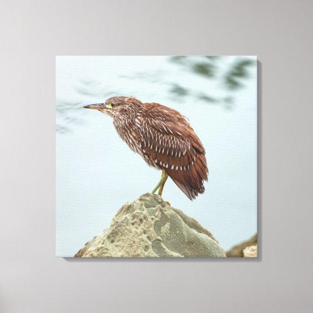 Young Heron Canvas Print (Front)