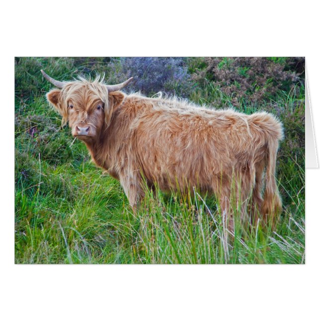 Young Highland Cow Card (Front Horizontal)