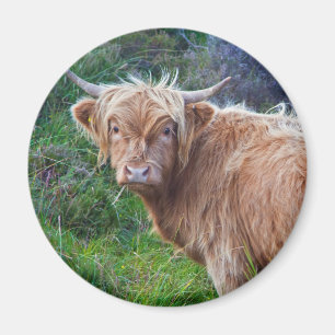 Young Highland Cow Magnet
