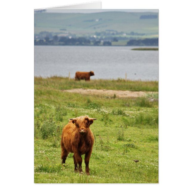 Young Highland Cow par Scottish Loch (Devant)