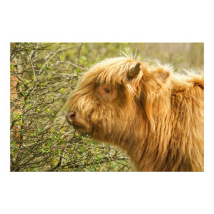 Young Highland Cow Photo Print