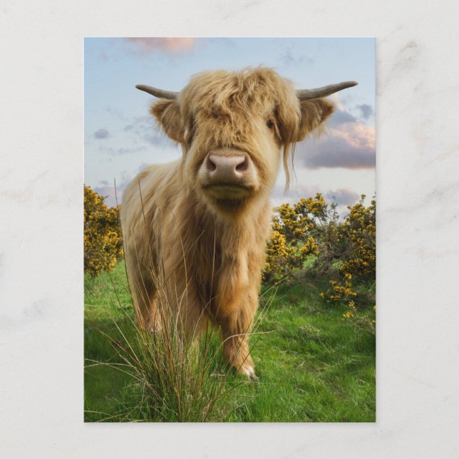 Young Highland Cow Postcard (Front)