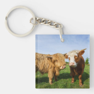 Young Highland Cows Keychain