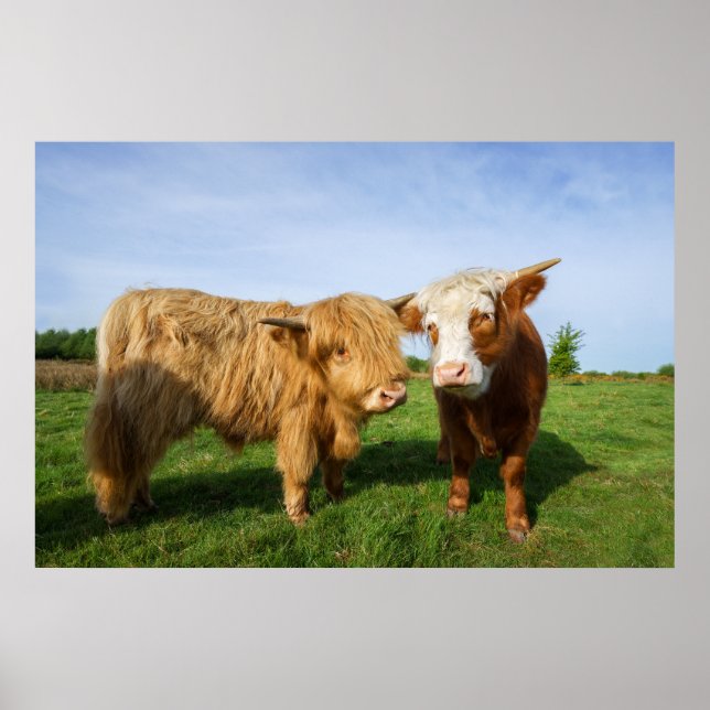 Young Highland Cows Poster (Front)