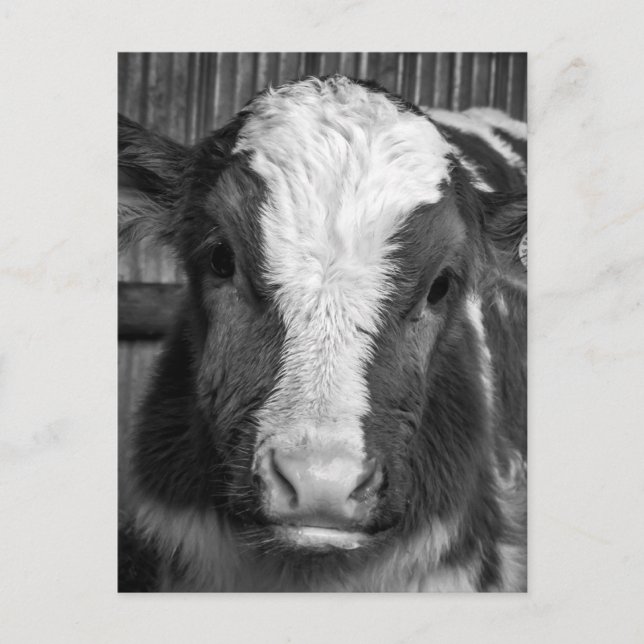 Young Holstein Dairy Bull Calf in Black and White Postcard (Front)