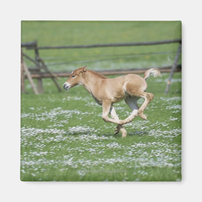 Young Horse Running Magnet (Front)