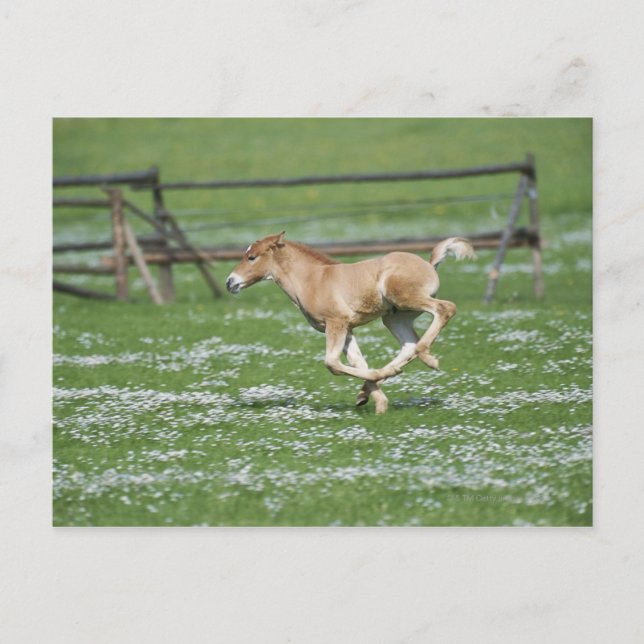 Young Horse Running Postcard (Front)
