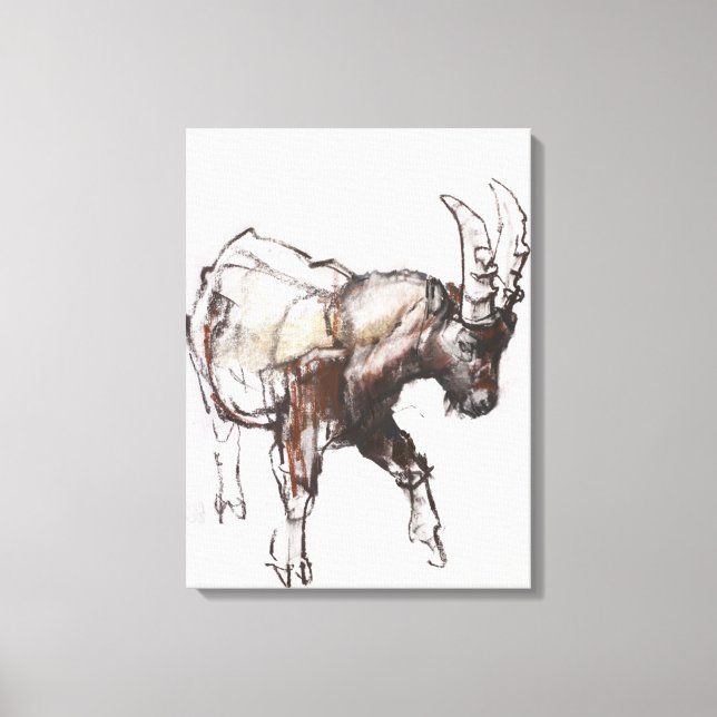 Young Ibex Gran Paradiso 2005 Canvas Print (Front)
