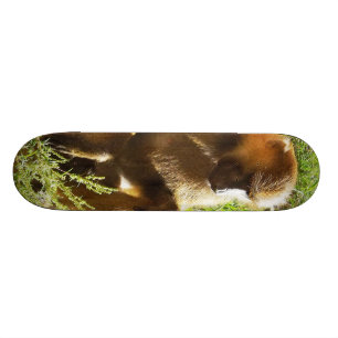 Young Juvenile Baboon Sitting and Looking Down Skateboard