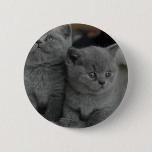 young kitten pet purr meow kitty cute cat 2 inch round button