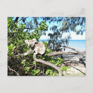 Young koala in a tree at the beach postcard