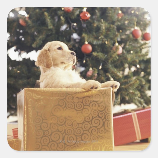 Young Labrador Leaning on a Christmas Present Square Sticker (Front)