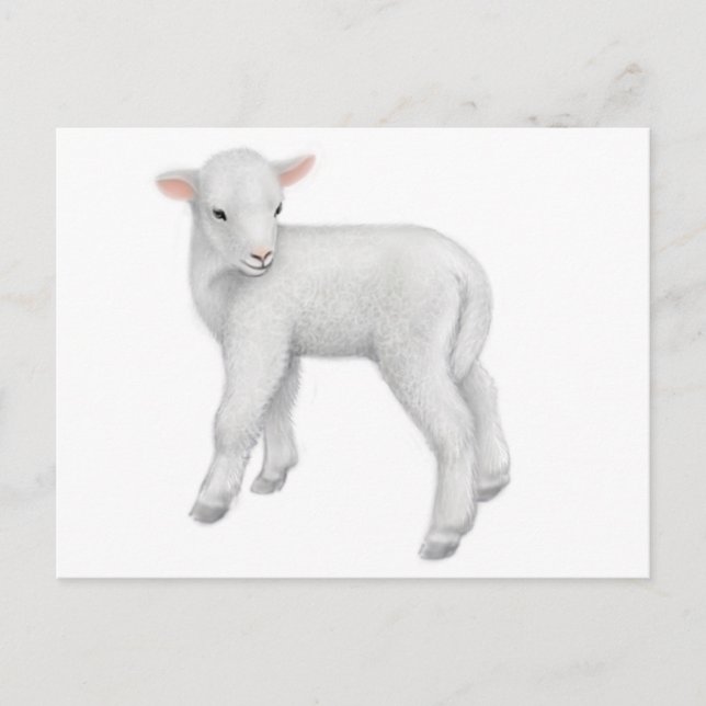 Young Lamb Postcard (Front)
