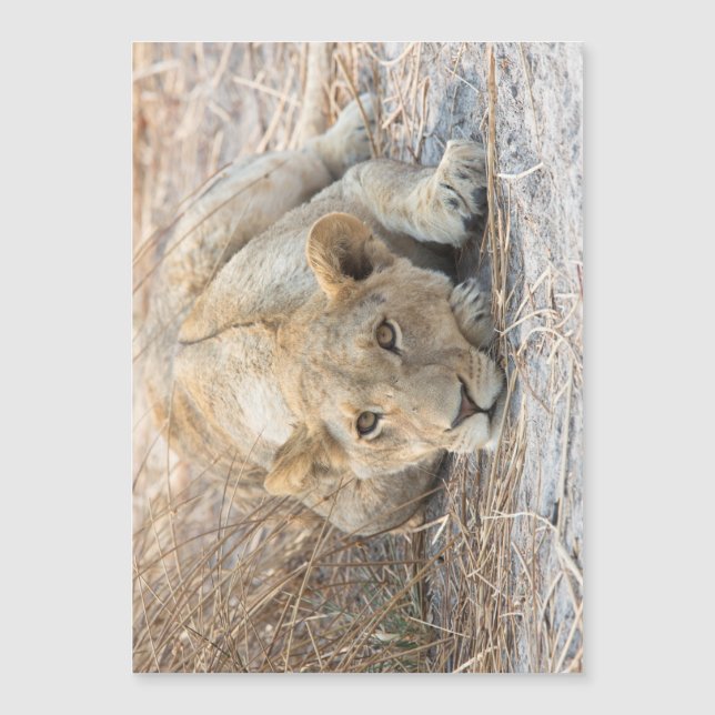 Young lion (Front)