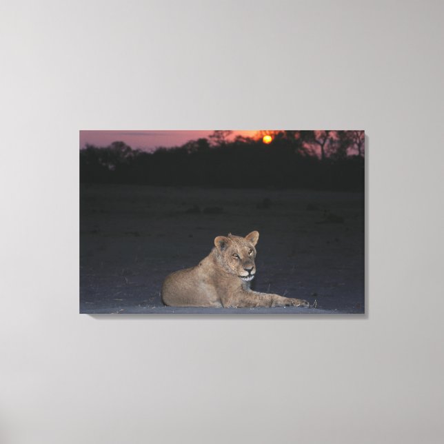 Young Lion at Sunrise Canvas Print (Front)