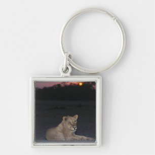 Young Lion at Sunrise Keychain