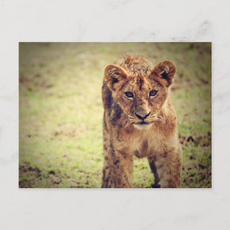 Young Lion Cub Photo Postcard