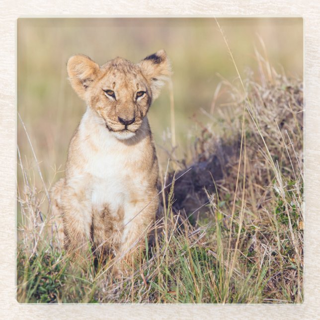 Young lion glass coaster (Front)