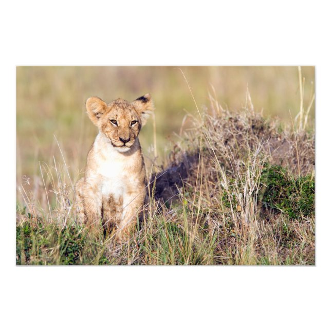 Young lion photo print (Front)