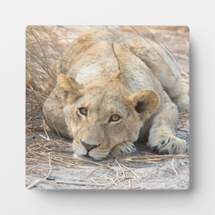 Young lion plaque