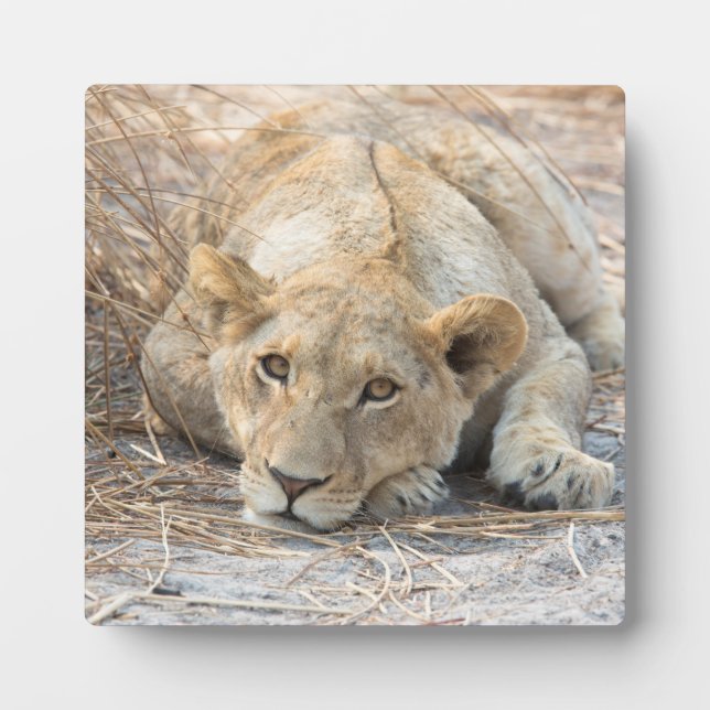 Young lion plaque (Front)