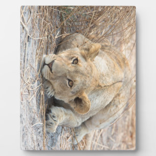Young lion plaque