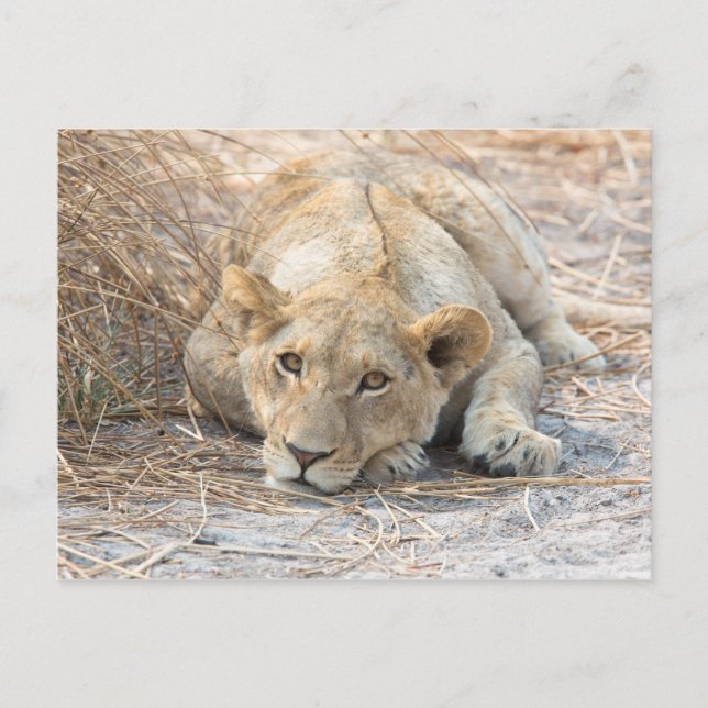 Young lion postcard (Front)