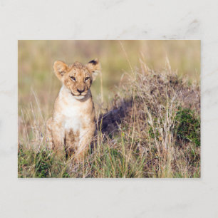 Young lion postcard