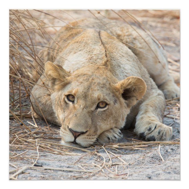 Young lion poster (Front)