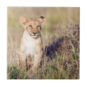 Young lion tile
