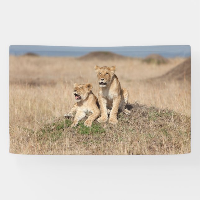 Young lions banner (Horizontal)