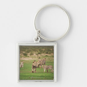 young lions playing, Panthera leo, Kgalagadi Keychain
