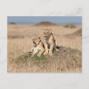 Young lions postcard
