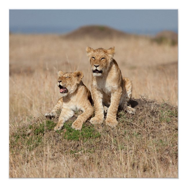 Young lions poster (Front)