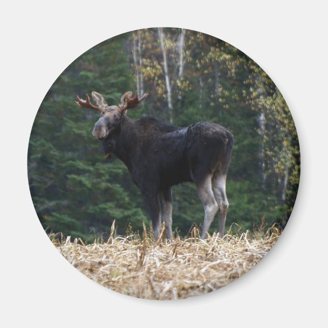 Young   magnet (Front)