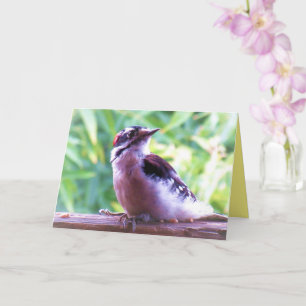 Young Male Downy Woodpecker on Railing Card
