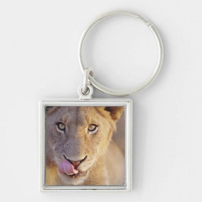 Young Male Lion Keychain (Front)