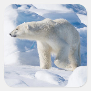 Young Male Polar Bear Square Sticker