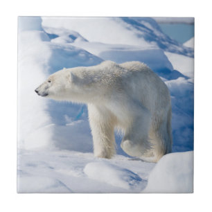 Young Male Polar Bear Tile