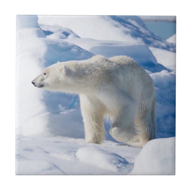 Young Male Polar Bear Tile (Front)