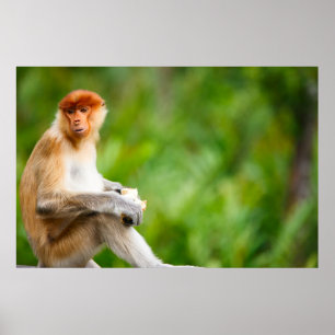 Young male proboscis monkey in a wild on Borneo is Poster