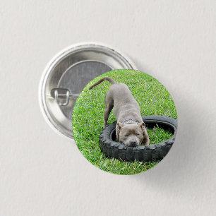 Young Male Staffy Playing With His Tyre, 1 Inch Round Button