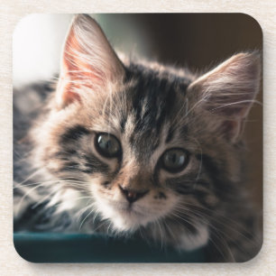 Young Male Tabby Cat 2 Coaster