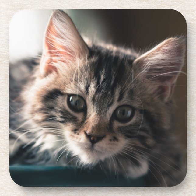 Young Male Tabby Cat 2 Coaster (Front)